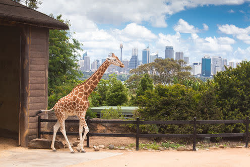 <span class="attribution"><a class="link " href="https://www.shutterstock.com/image-photo/australia-sydney-city-taronga-zoo-giraffe-243256861?src=UrPIBQv-VQLiGP_8e-fchw-1-60" rel="nofollow noopener" target="_blank" data-ylk="slk:CoolR/Shutterstock;elm:context_link;itc:0;sec:content-canvas">CoolR/Shutterstock</a></span>