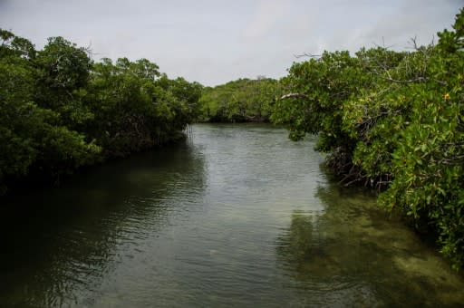 The mangroves help protect the reef and serve as a breeding ground for many of the hundreds of fish species that inhabit the area