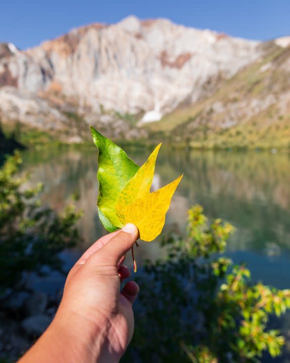 Photo shows a pair of fallen leaves at Convict Lake near Mammoth, California in September 2023. (Samantha Lindberg, Mammoth Lakes Tourism)