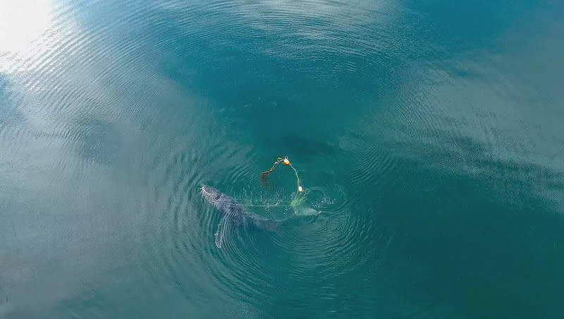 National Park Service staff worked with NOAA and whale experts to free an entangled humpback whale near Glacier Bay National Park and Preserve off the coast of Alaska in early October.