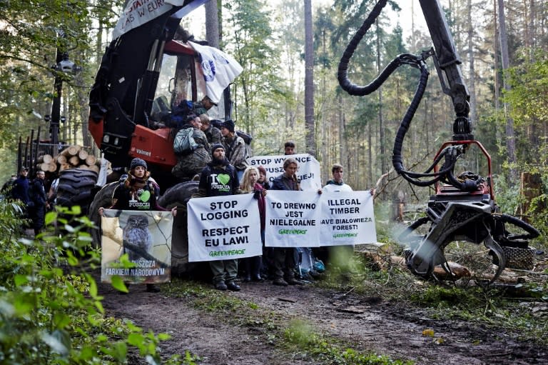 There have been a number of protests to block logging in Poland’s Bialowieza Forest, Europe's last primeval woodland