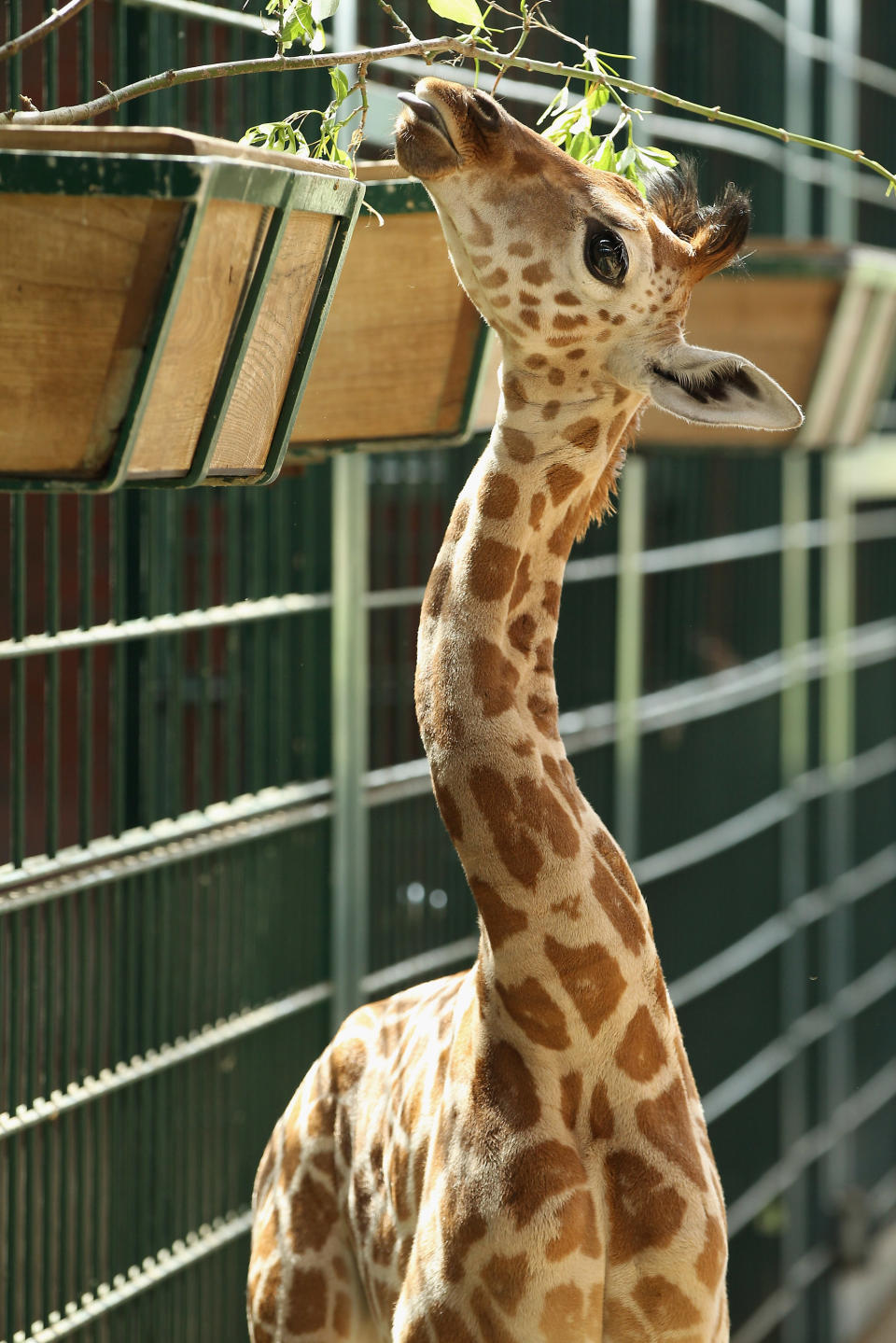 BERLIN, GERMANY - JUNE 29: Jule, a baby Rothschild giraffe, munches on a branch in her enclosure at Tierpark zoo on June 29, 2012 in Berlin, Germany. Jule was born at the zoo on June 10. (Photo by Sean Gallup/Getty Images)