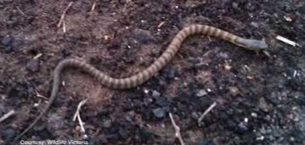 Woman has nasty encounter with this backyard encounter. Photo: 7News