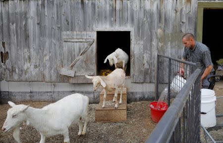 Peter Corriveau feeds his goats at Jenness Farm in Nottingham, New Hampshire, U.S., May 18, 2017. REUTERS/Brian Snyder