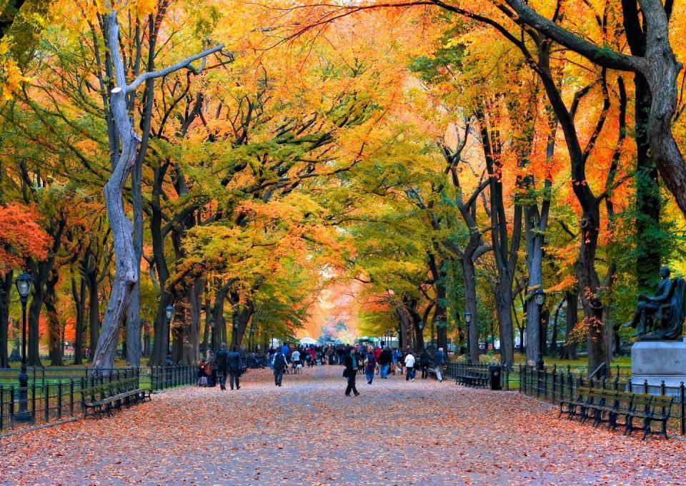 Go for a walk in Central Park.