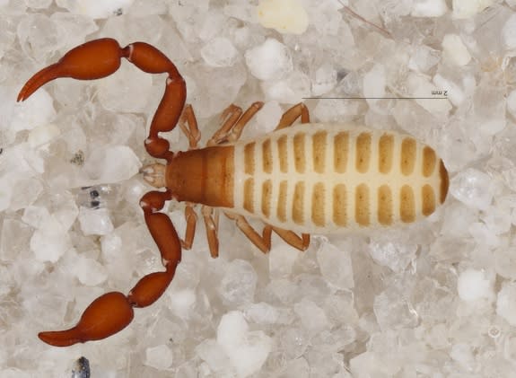 A new species of cave-adapted pseudoscorpion, <i>Hesperochernes bradybaughi</i>, that was discovered in a cave on the northern rim of the Grand Canyon. The eyeless creatures have probably adapted over millennia to the unique conditions in the c