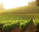 <p>Napa Valley may get more buzz, but <a rel="nofollow noopener" href="http://www.anrdoezrs.net/links/8147966/type/dlg/sid/MYmonthbymonthtravel/https://www.tripadvisor.com/Tourism-g1109451-Sonoma_County_California-Vacations.html" target="_blank" data-ylk="slk:Sonoma;elm:context_link;itc:0;sec:content-canvas" class="link ">Sonoma</a> is just as beautiful--and hotels can be about 40% cheaper, even in this quiet shoulder season. Another plus: "You're more likely to chat with the winemaker in a tasting room and get prime reservations in popular restaurants" than during the summer, says Lauren Krause, owner of <a rel="nofollow noopener" href="http://www.anrdoezrs.net/links/8147966/type/dlg/sid/MYmonthbymonthtravel/https://www.tripadvisor.com/Hotel_Review-g32429-d112439-Reviews-Beltane_Ranch-Glen_Ellen_Sonoma_County_California.html" target="_blank" data-ylk="slk:Beltane Ranch B&B;elm:context_link;itc:0;sec:content-canvas" class="link ">Beltane Ranch B&B</a> and vineyard.</p> <p><strong>LOCAL'S TIP: </strong>Stop at the <a rel="nofollow noopener" href="http://www.anrdoezrs.net/links/8147966/type/dlg/sid/MYmonthbymonthtravel/https://www.tripadvisor.com/Restaurant_Review-g32482-d3598294-Reviews-Dry_Creek_General_Store-Healdsburg_Sonoma_County_California.html" target="_blank" data-ylk="slk:Dry Creek General Store;elm:context_link;itc:0;sec:content-canvas" class="link ">Dry Creek General Store</a>, a local fixture in Healdsburg since 1881, for house-made pesto and fresh mozzarella panini ($10).</p>