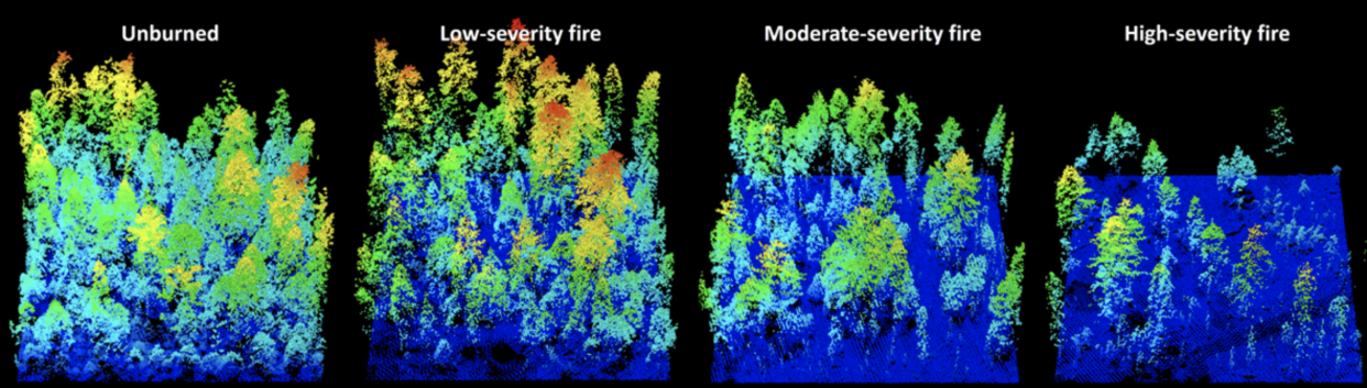 Laser imaging shows how fires reshape forests. Warmer colors indicate taller vegetation. Van R. Kane / University of Washington