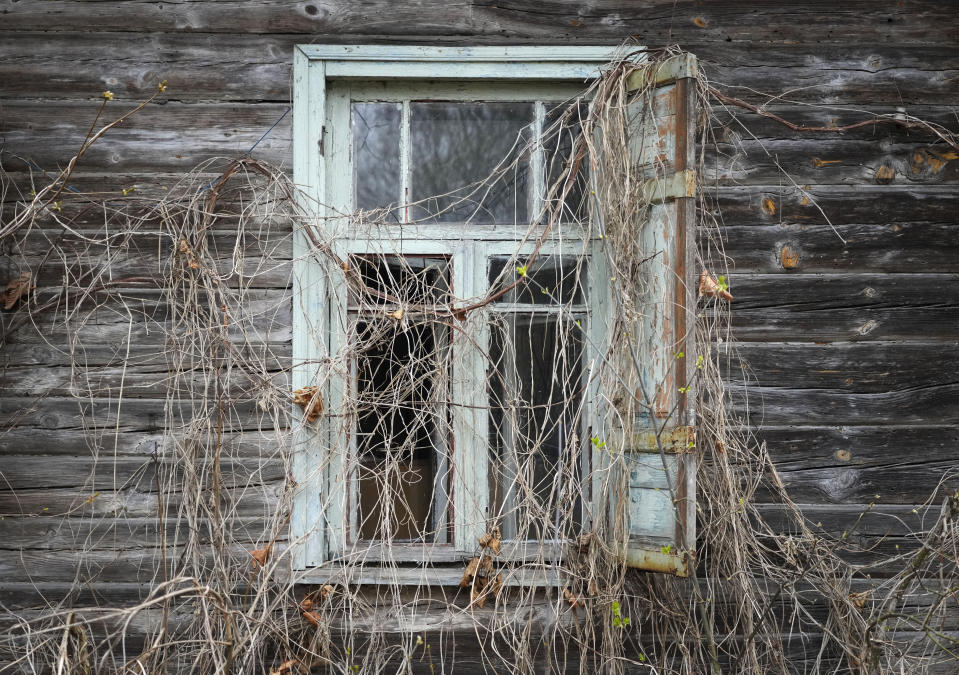 A window of an abandoned house is covered with overgrowth adjacent to the Chernobyl nuclear power plant near Chernobyl, Ukraine, Saturday, April 16, 2022. Thousands of tanks and troops rumbled into the forested exclusion zone around the plant in the earliest hours of Russia’s invasion of Ukraine in February, churning up highly contaminated soil from the site of the 1986 accident that was the world's worst nuclear disaster. (AP Photo/Efrem Lukatsky)