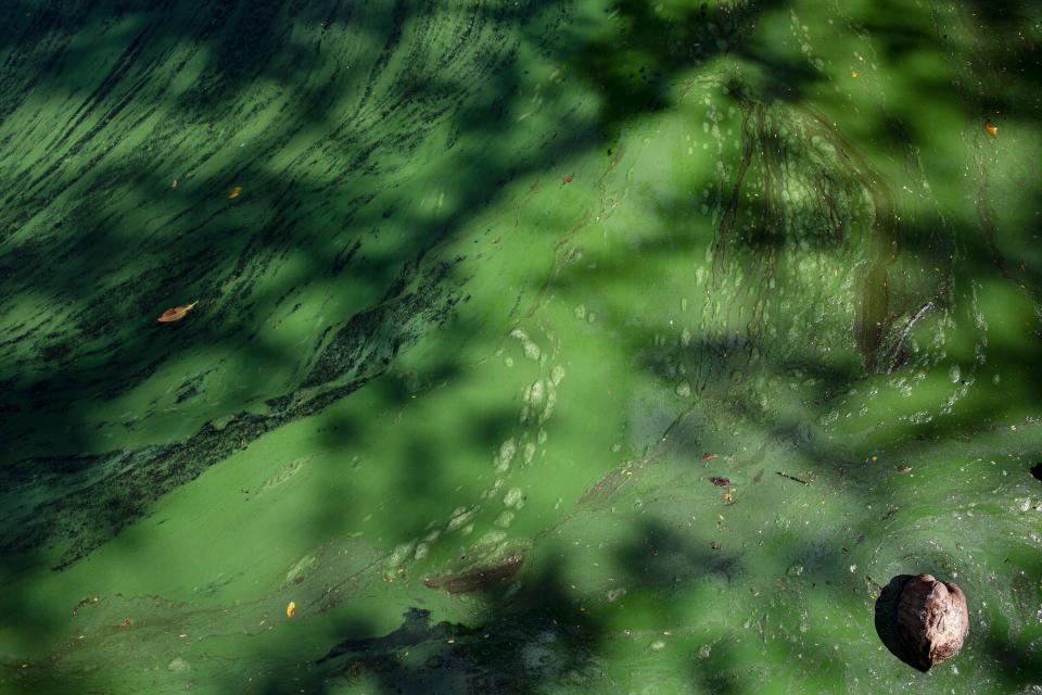 Algae piles up at the end of canal at the Davis Boat Ramp in Fort Myers Shores on Monday, June 5, 2023. 