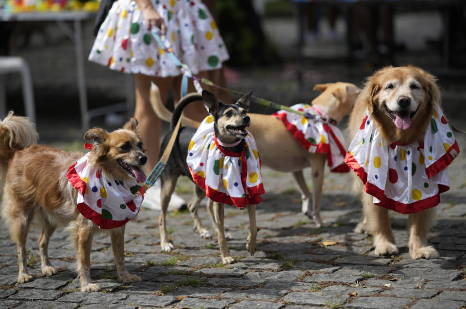 Dogs don clown costumes at the "Blocao" dog carnival parade, in Rio de Janeiro, Brazil, Saturday, Feb. 18, 2023. (AP Photo/Silvia Izquierdo)