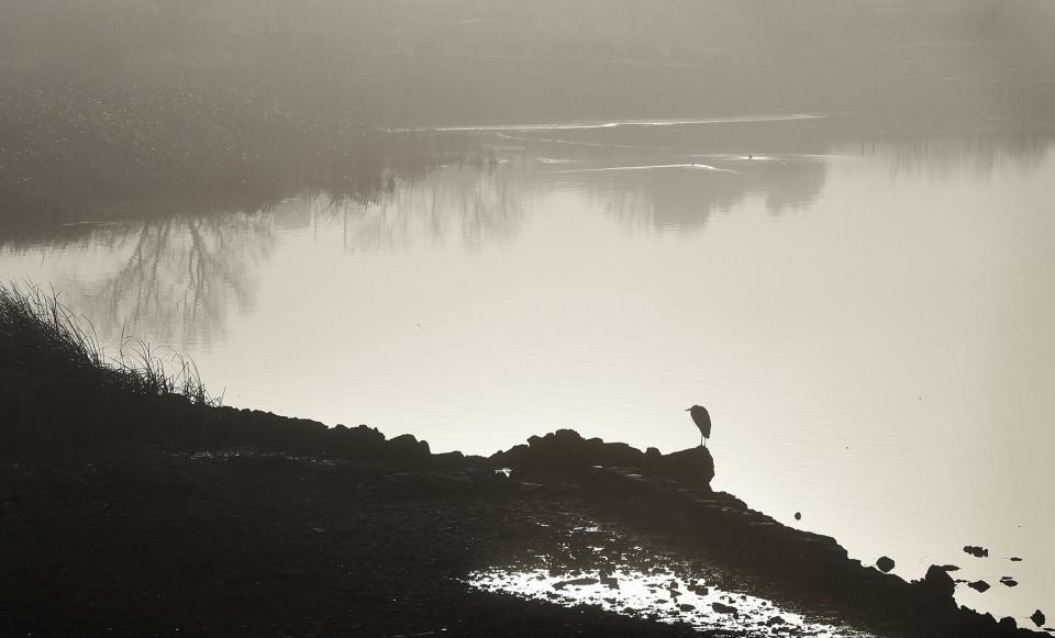 A blue heron perches along a rocky section of Lake Wichita shoreline as the morning sun begins to burn off the fog.