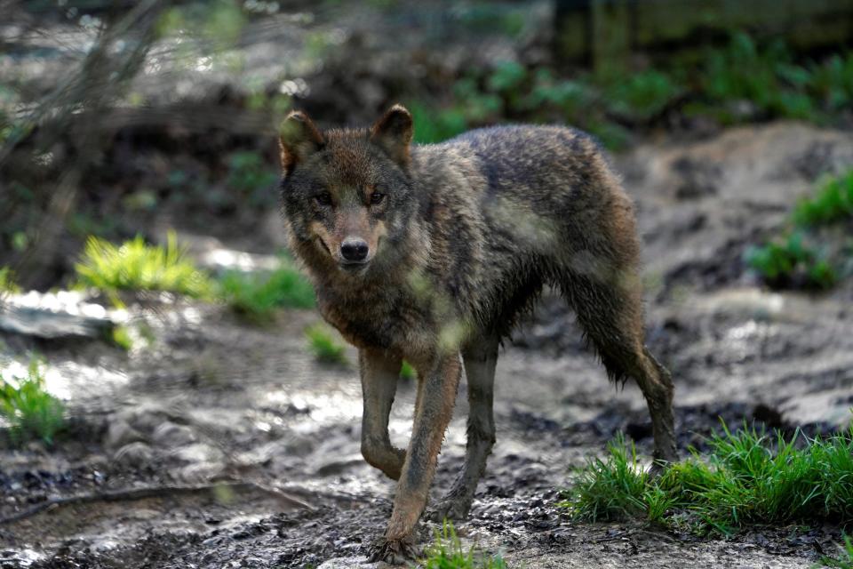 grey brown iberian wolf with rounded ears walks through forest