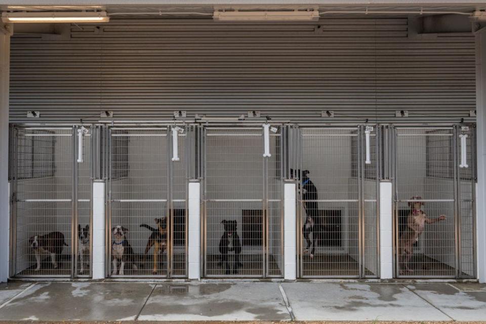 Dogs in cages at the Harris County Pets animal shelter in Houston in July 2022. The shelter reported being overcapacity and under staffed as a steady increase of animal returns and rescues overwhelmed the facility.