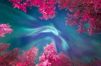 <p>The turquoise of the Aurora Borealis swirls above the snow covered trees of the Murmansk region of Russia. (Pic: Yulia Zhulikova) </p>