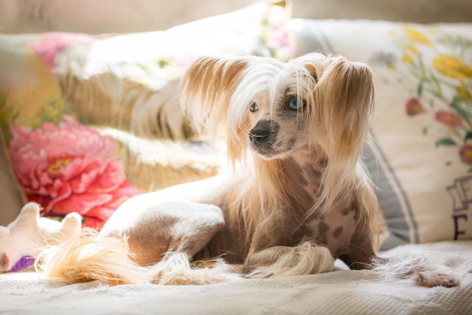 chinese crested dog laying on the couch, dogs that don't shed