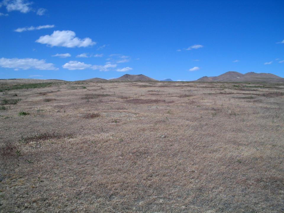 This 2004 photo provided by Bethany Bradley shows cheatgrass in Jungo, Nev. A new study finds that for much of the United States, invasive grass species, such as cheatgrass, are making wildfires more frequent, especially in fire-prone California. (Bethany Bradley/University of Massachusetts via AP)