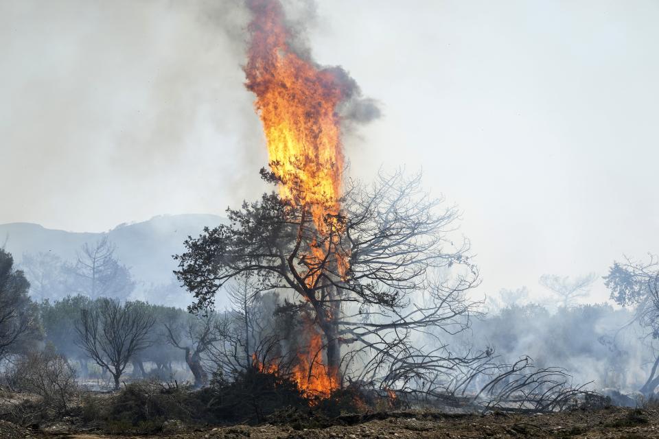 Flames burn a tree in Vati village, on the Aegean Sea island of Rhodes, southeastern Greece, on Tuesday, July 25, 2023. A third successive heat wave in Greece pushed temperatures back above 40 degrees Celsius (104 degrees Fahrenheit) across parts of the country Tuesday following more nighttime evacuations from fires that have raged out of control for days. (AP Photo/Petros Giannakouris)