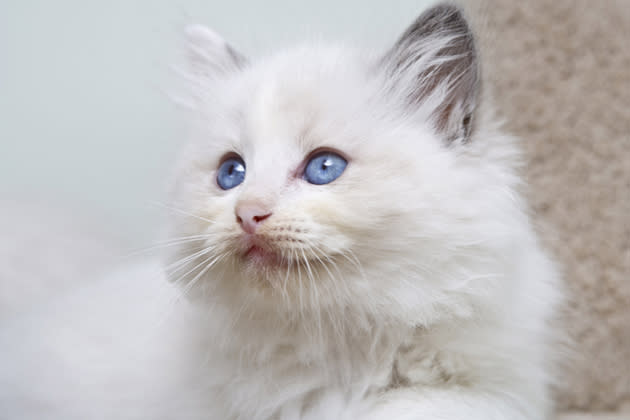 Ragdoll — Floppy and Friendly