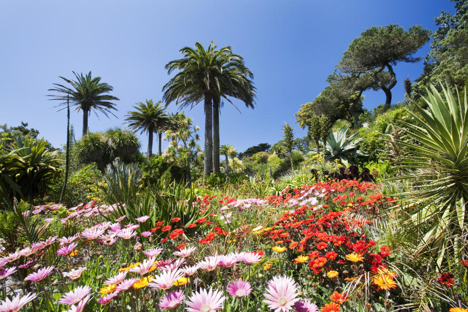 Tropical vegetation in the Abbey gardens on Tresco, one of the Scilly Isles, off South West Cornwall, UK.