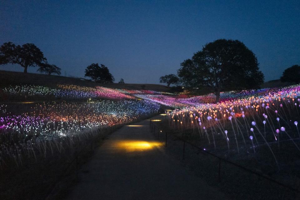 The Field of Light