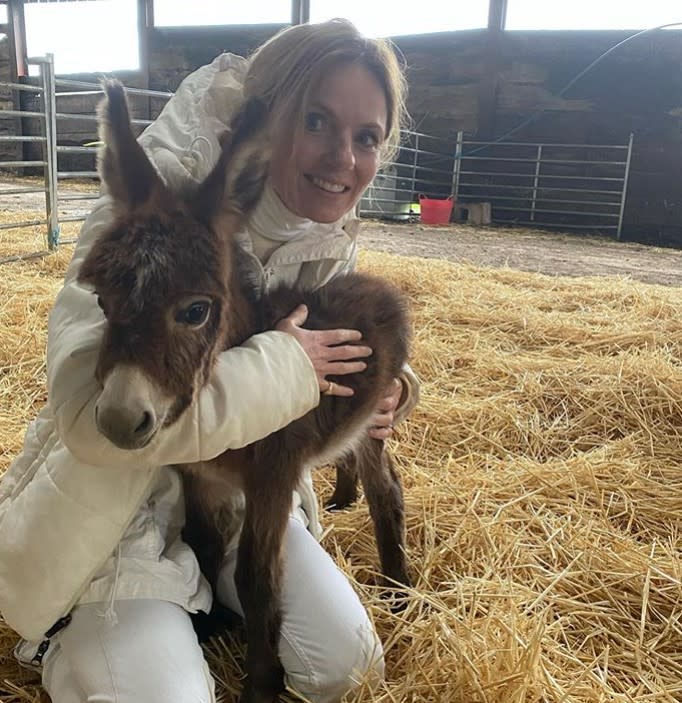 geri horner baby donkey home farm z