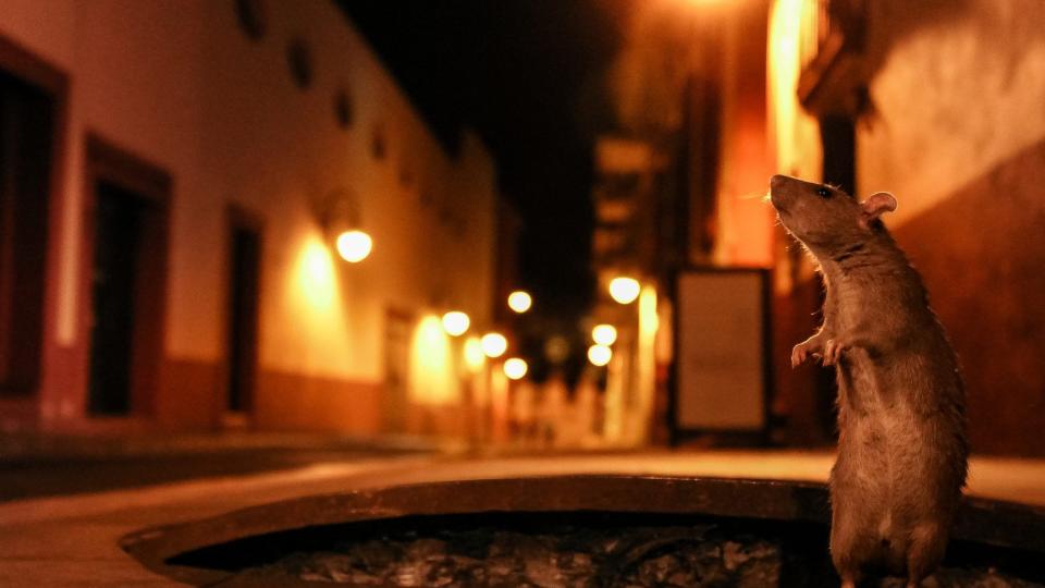 <p>Austin Montero's photo of a thoughtful-looking rat — who had just emerged from a sewer in Cuernavaca, Mexico — won the Urban Wildlife Photography Awards' Nightlife category. Montero titled the phenomenal photo "<a href="https://www.picfair.com/pics/016075291-life-beyond-the-sewer" rel="nofollow noopener" target="_blank" data-ylk="slk:Life Beyond the Sewer;elm:context_link;itc:0;sec:content-canvas" class="link ">Life Beyond the Sewer</a>."</p>