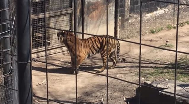 The tiger can be seen pacing as he keeps a watchful eye on the intruder to his habitat. Picture: YouTube/Jared Sales