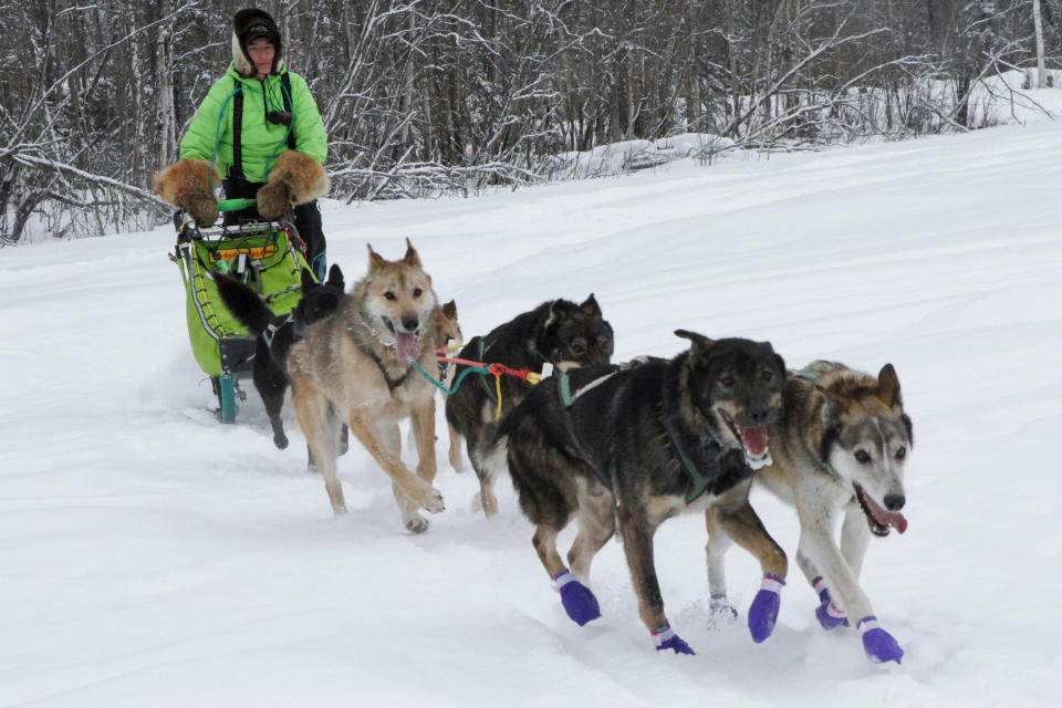 Ryan Redington, the defending Iditarod Trail Sled Dog champion, takes some of his dogs on a training run Monday, Feb. 26, 2024, in Knik, Alaska. Redington is one of three former champions in this year's race, which starts Saturday, March 2, in Anchorage, Alaska. (AP Photo/Mark Thiessen)