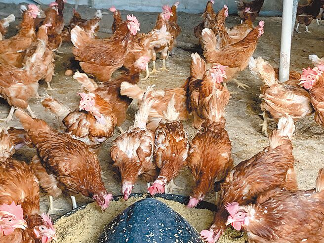 花蓮縣內有73間家禽場，縣府嚴密監控並協助業者防範禽流感病毒入侵。（王志偉攝）