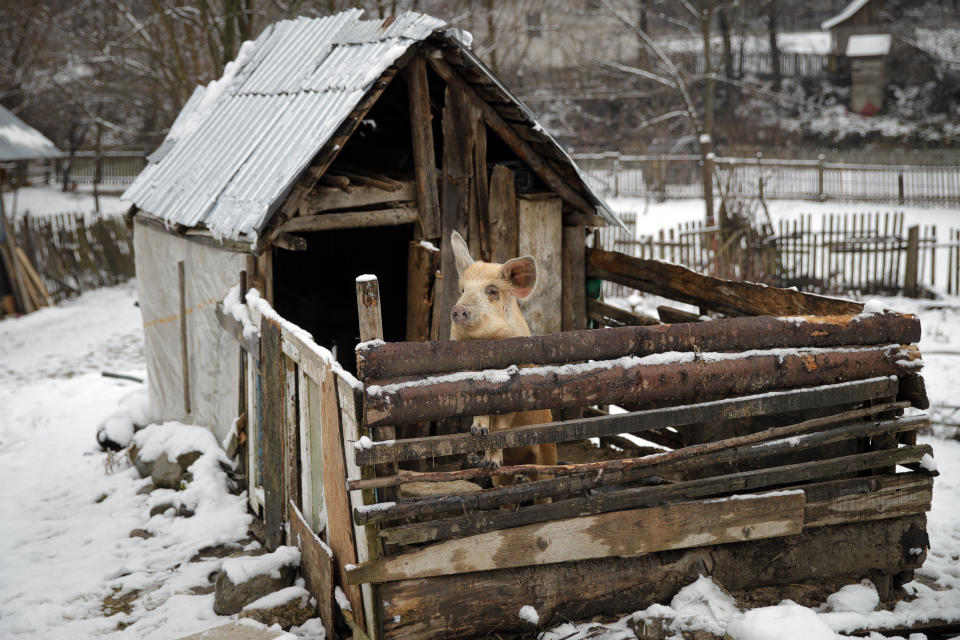 A pig peers from its enclosure in Nucsoara, Romania, Saturday, Jan. 9, 2021. Valeriu Nicolae and his team visited villages at the foot of the Carpathian mountains, northwest of Bucharest, to deliver aid. The rights activist has earned praise for his tireless campaign to change for the better the lives of the Balkan country’s poorest and underprivileged residents, particularly the children. (AP Photo/Vadim Ghirda)