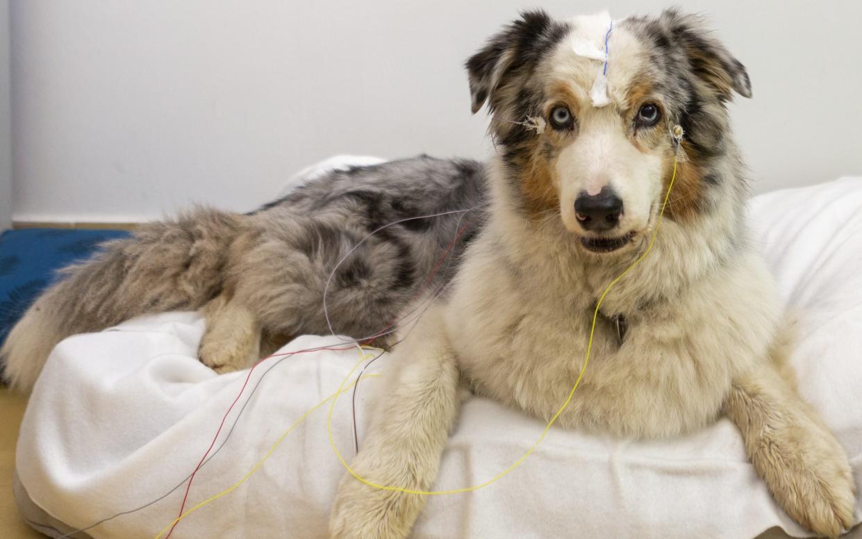 New research has found that dogs are able to mentally visualise objects when it's not in front of them