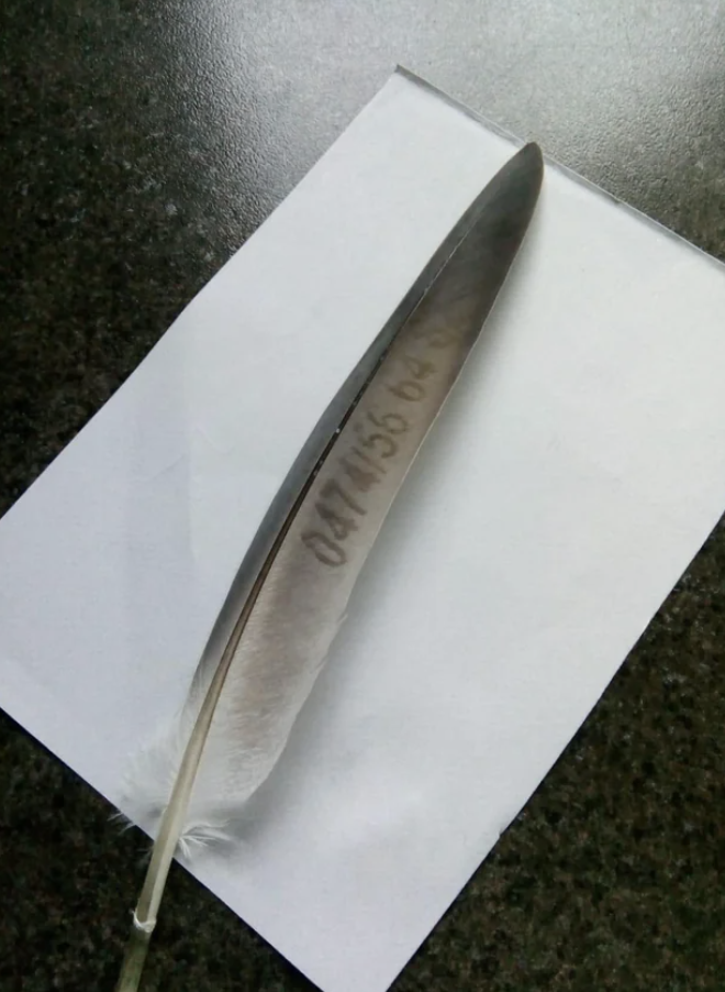 a feather with a phone number on it