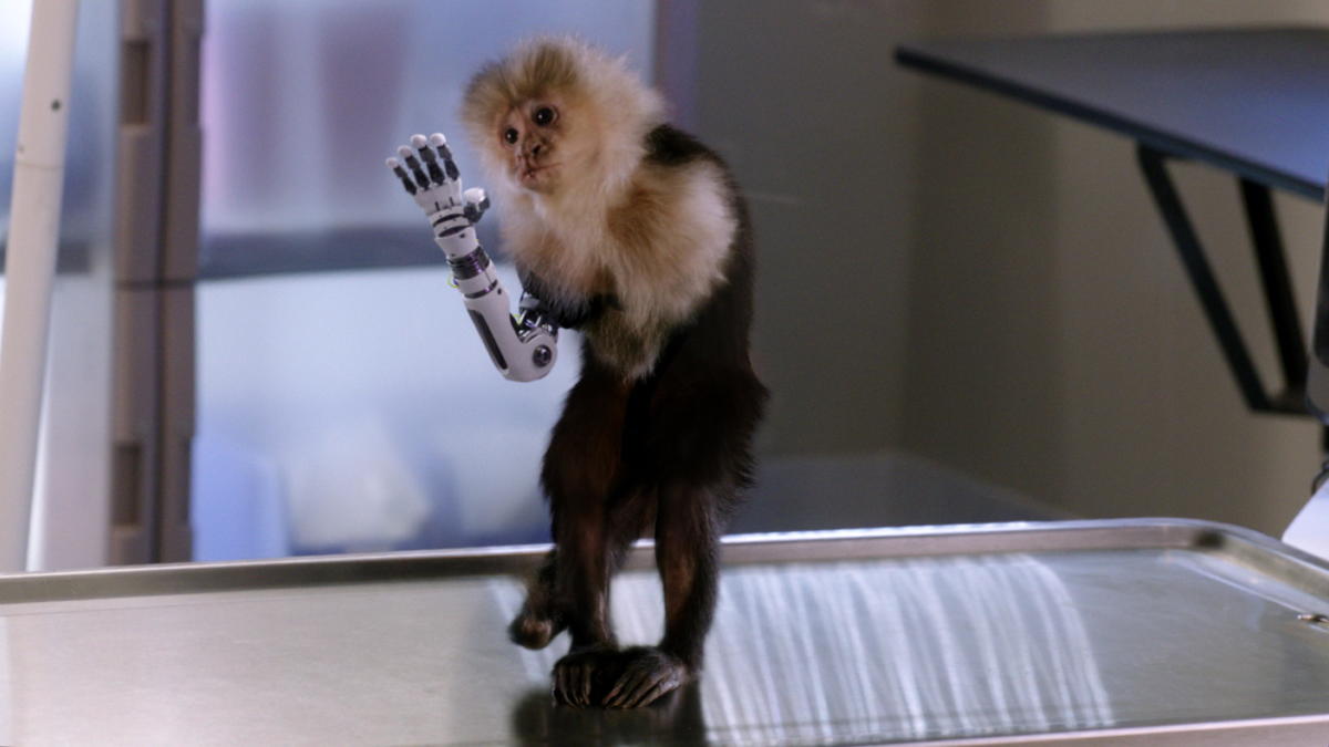 The U.S. Is Running Out of Research Monkeys - WSJ