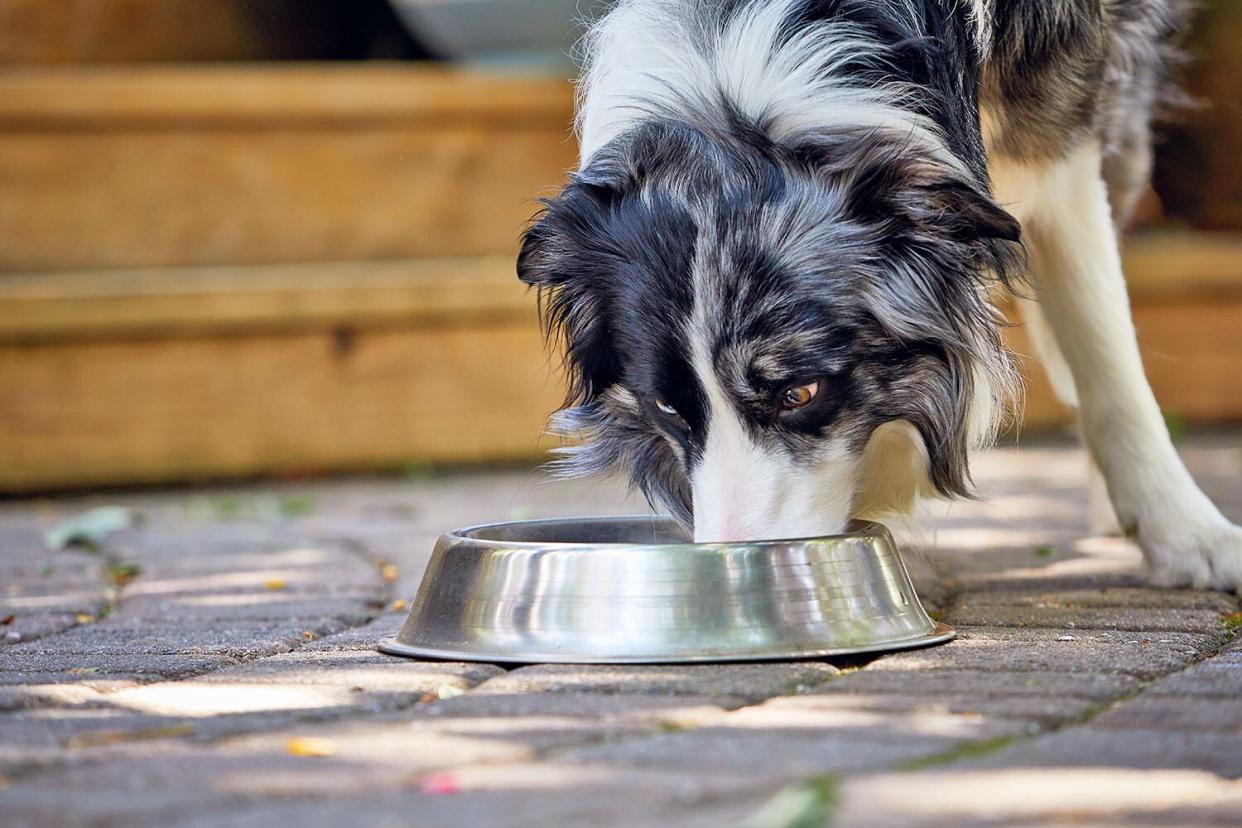 dog eating wet dog food from bowl; Purina Pro Plan recall