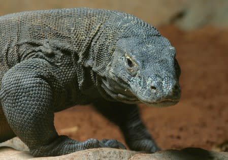 A Komodo dragon explores its new surroundings at the Pretoria zoo