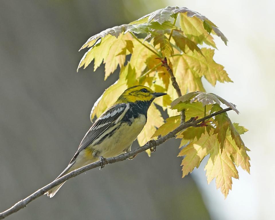 A black-throated green warbler looks for insects on the under side of leaves.