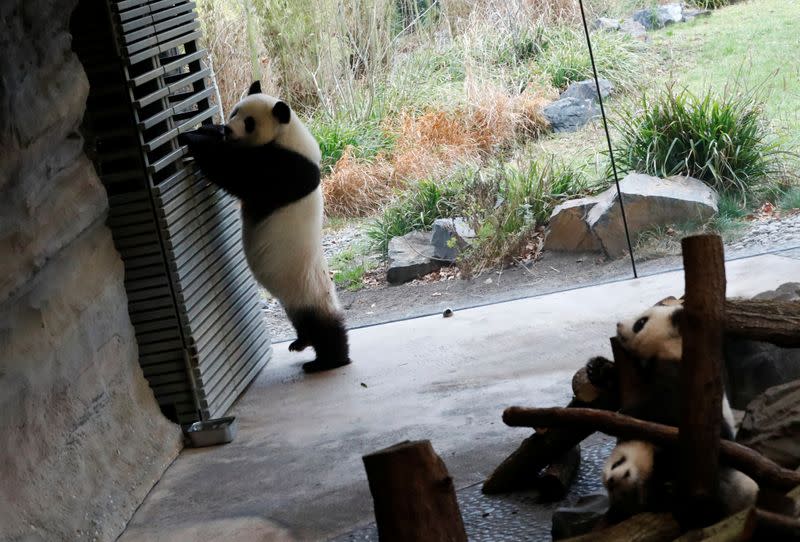 Panda twin cubs Paule (Meng Yuan) and Pit (Meng Xiang) and mother panda Meng Meng are seen during their first appearance in their enclosure at the Berlin Zoo in Berlin