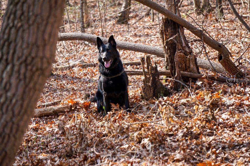 Trooper, an operational cadaver dog who belongs to Col. Jeff Jordan in South Carolina 