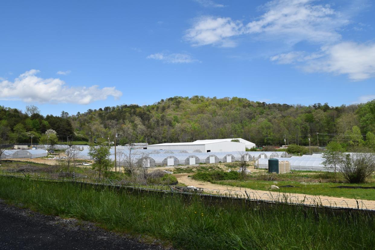 The Eastern Band of Cherokee Indians' marijuana farm off of Coopers Creek Road on the Qualla Boundary in Cherokee, North Carolina April 20.