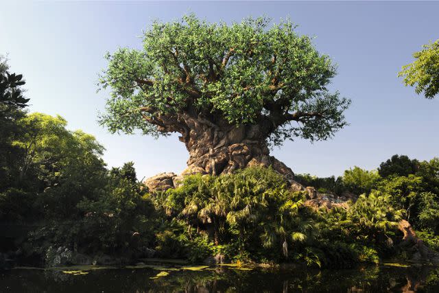 © Gene Duncan, Photographer/The Walt Disney Company Tree of Life at Disney's Animal Kingdom theme park houses "It's Tough to be a Bug!" 3-D animated attraction in its massive trunk.