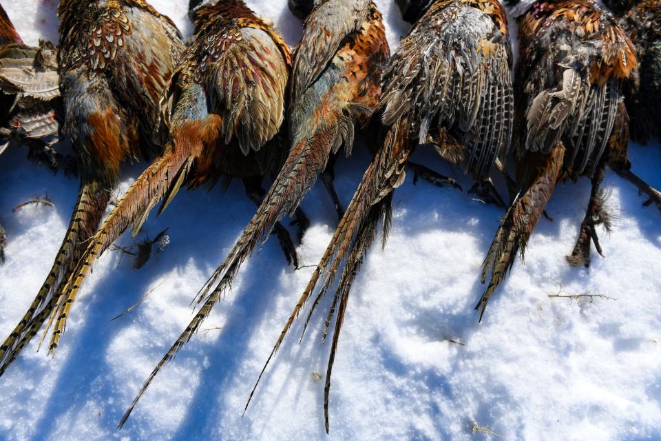 Pheasants lie in the snow behind the firing line of a Wings of Valor tower hunt on Friday, February 17, 2023, in Parker, SD.