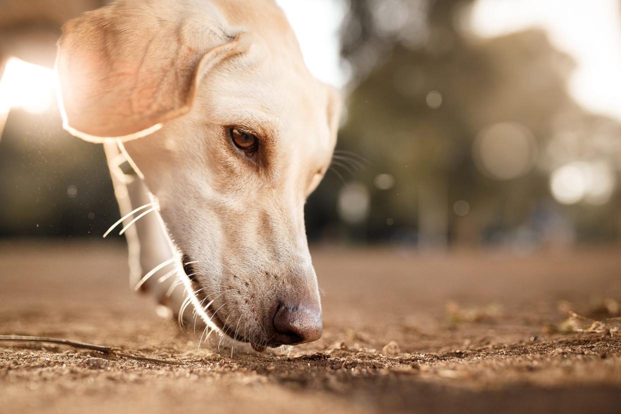 dog sniffing ground