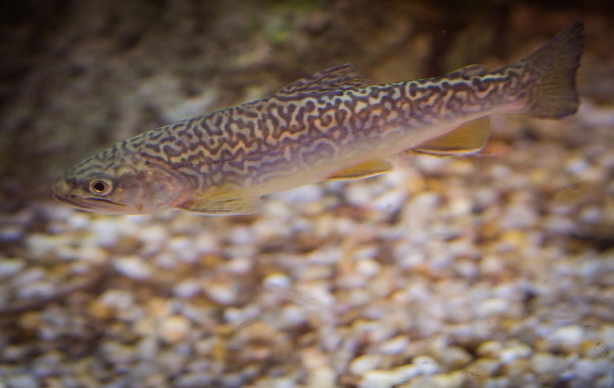 tiger trout