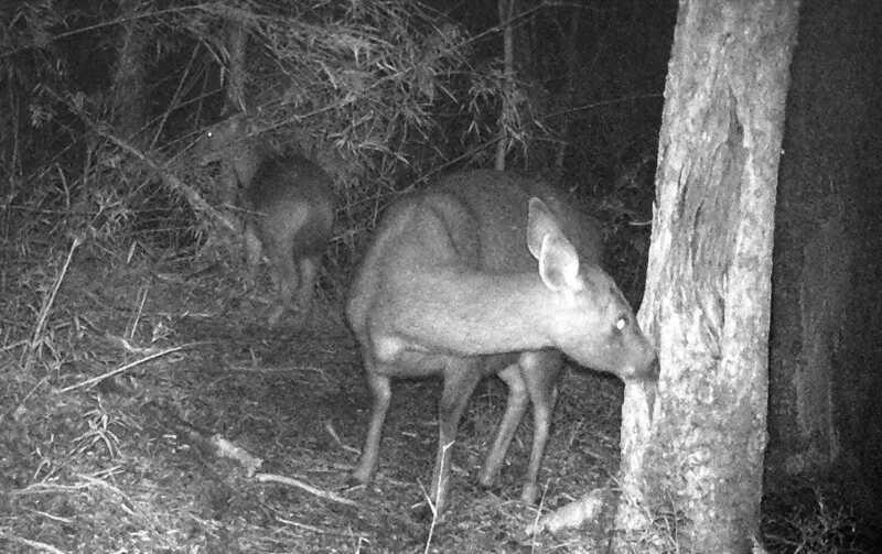 玉山國家公園樹皮損傷掉落  台灣水鹿啃食所致 遊客到訪玉山國家公園時發現樹皮損傷掉落，常以為 是台灣黑熊「傑作」，不過玉山國家公園管理處29日 指出，園區樹皮不正常剝落，甚至整棵樹皮被拉扯、 剝到精光其實是台灣水鹿所為，已知公、母鹿都會啃 食樹皮。圖為水鹿夜間啃食樹皮身影。 （玉山國家公園管理處提供） 中央社記者蕭博陽南投縣傳真  113年3月29日 