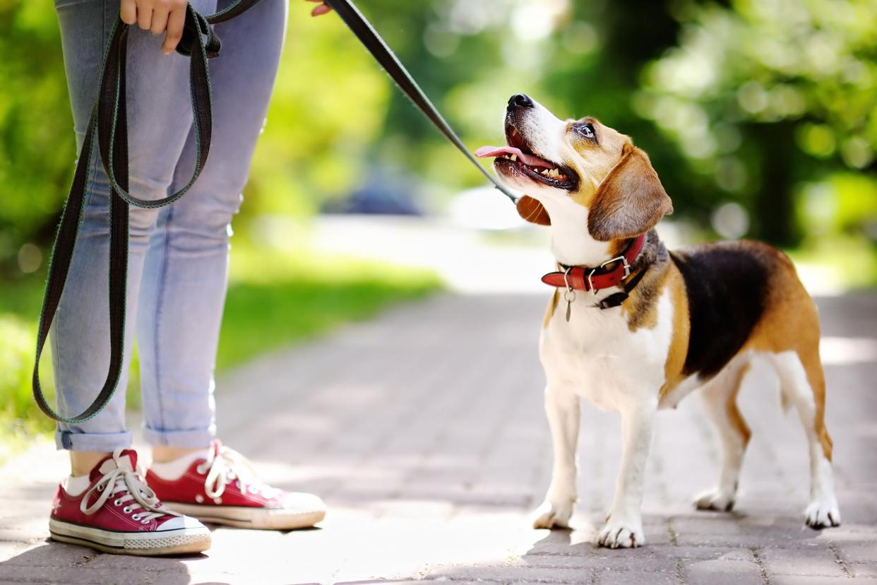 obedient Beagle dog with his owner outside