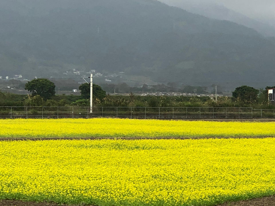 109年1月富里鄉田間花景資料照(圖片來源：花東縱谷國家風景區)