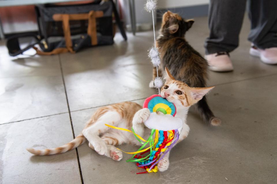 In the back, Unicorn, a very rare male calico kitten, plays alongside his adoptive brother, Cooper, at NoCo Kitties' Meow Mansion in Loveland on Friday.