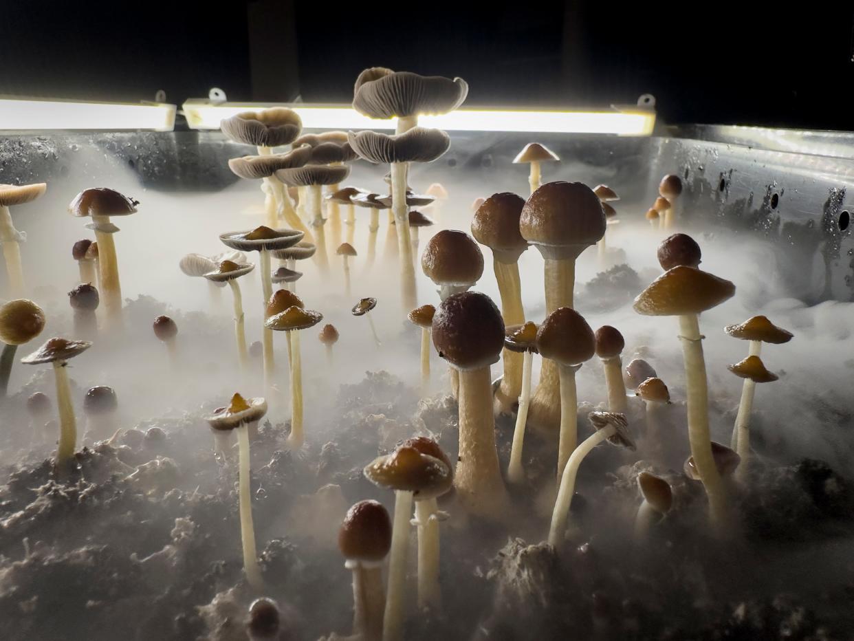 Psilocybin mushrooms stand ready for harvest in a humidified "fruiting chamber" in the basement of a private home on July 28, 2023 in Fairfield County, Connecticut.