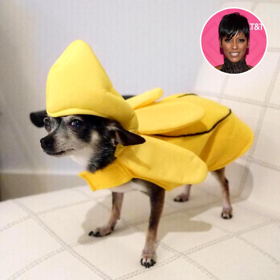 <p>The <i>Today</i> co-host paraded her little cutie around in several costumes, much to the dog’s dismay. “Hmmm safe to say May Luv is not #bananas over this costume. #Halloween. When someone else says you look cute,” Hall wrote beside the emoji that’s laughing so hard it’s crying. (Photo: <a rel="nofollow noopener" href="https://www.instagram.com/p/BMKIyHvlZY3/?taken-by=tamronhall&hl=en" target="_blank" data-ylk="slk:Instagram;elm:context_link;itc:0;sec:content-canvas" class="link ">Instagram</a>/Getty Images) </p>